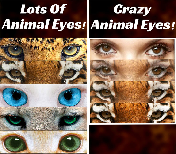 برنامه Animal Eyes Maker: ترکیب و ساخت تصویر کلاژ از چشم انسان و حیوان